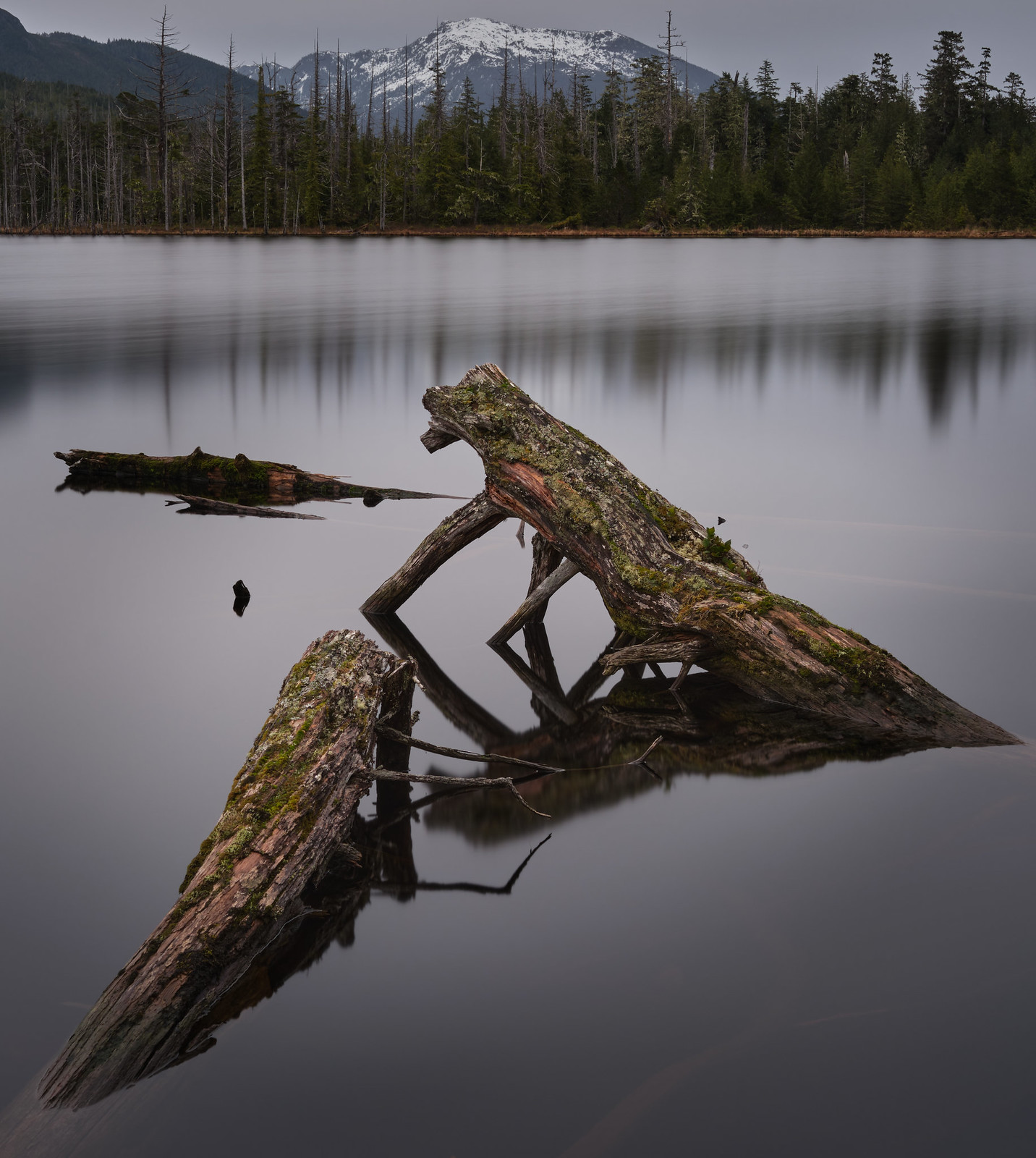 Logs in scout lake
