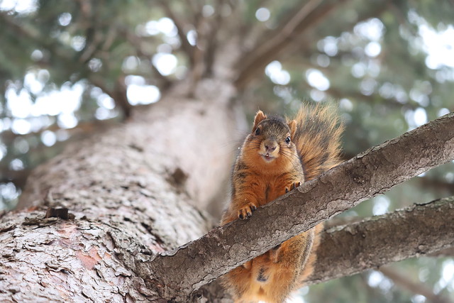 Fox Squirrels in Ann Arbor at the University of Michigan on February 14th, 2022