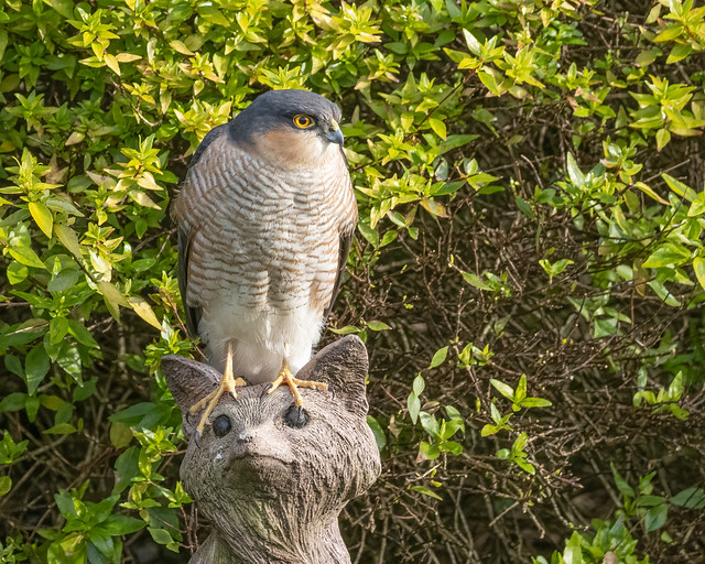 Sparrowhawk (small adult male, probably young)