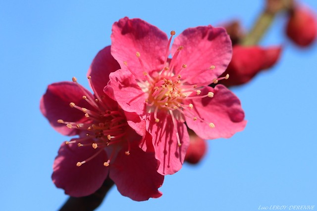 Prunus mume 'Beni Shidori'  /  Abricotier du Japon