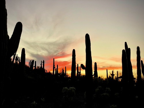 Evening in the desert by kimbar/Thanks for 6.7 million views!, desert cactus cacti desertbotanicalgarden phoenix arizona sunset silhouettes saguaro