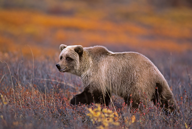 Toklat Grizzly Wandering Through The Fall Colors On The Tundra & Giving Me The Eye - In Explore