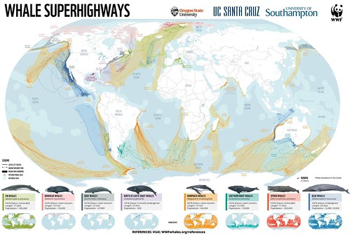 whale superhighway