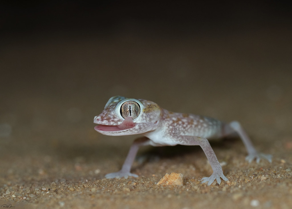 Middle Eastern Short-fingered Gecko - Stenodactylus doriae (ישימונית תמנע)