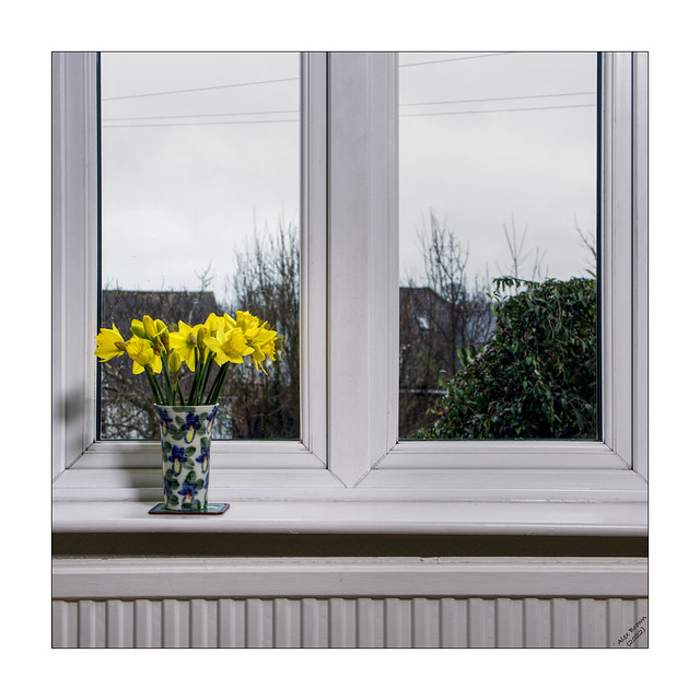 Daffodils on the window ledge