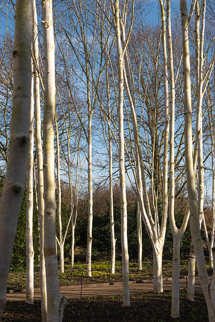 Silver birch grove 3.jpg