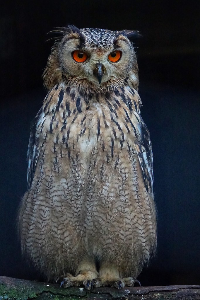 Habichtskauz - Ural owl