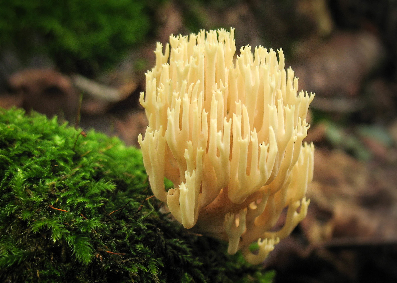 Straight-branched coral, Ramaria stricta