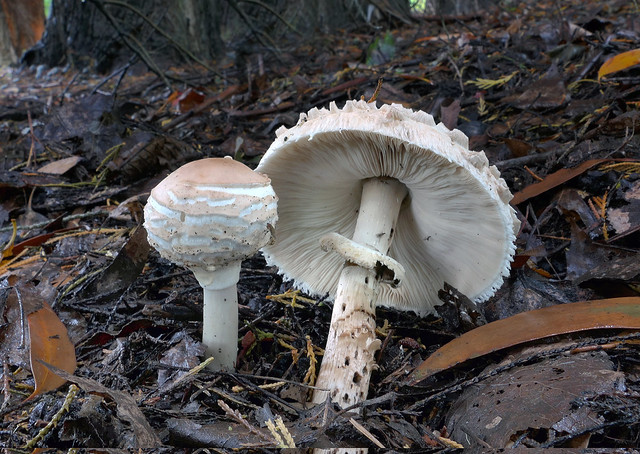 Parasol Fungi.