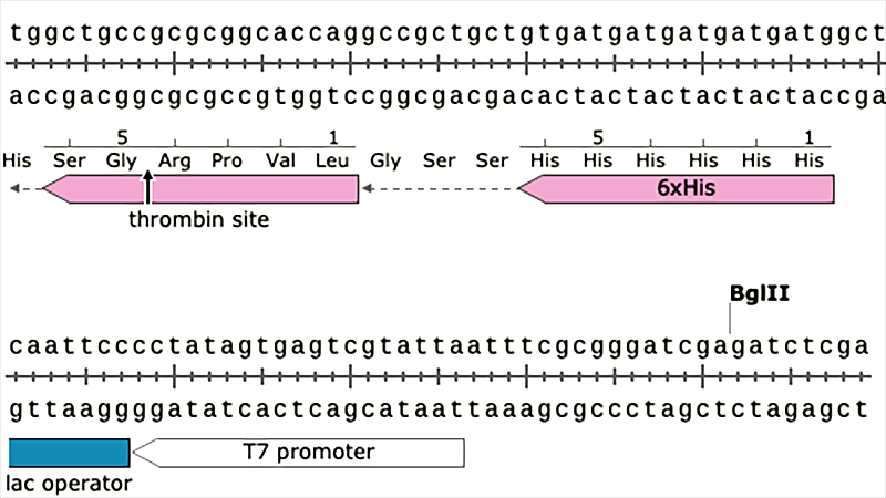 DNA sequence showing the amino acid translation and sequence features 