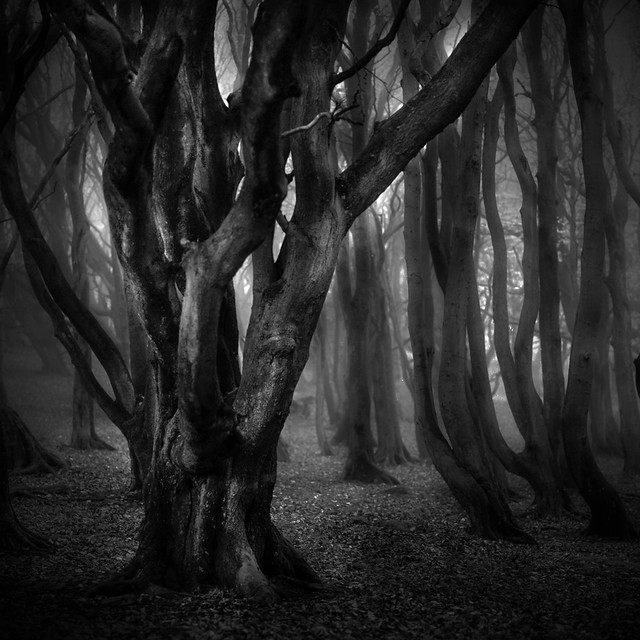 Dark Woods, West Yorkshire