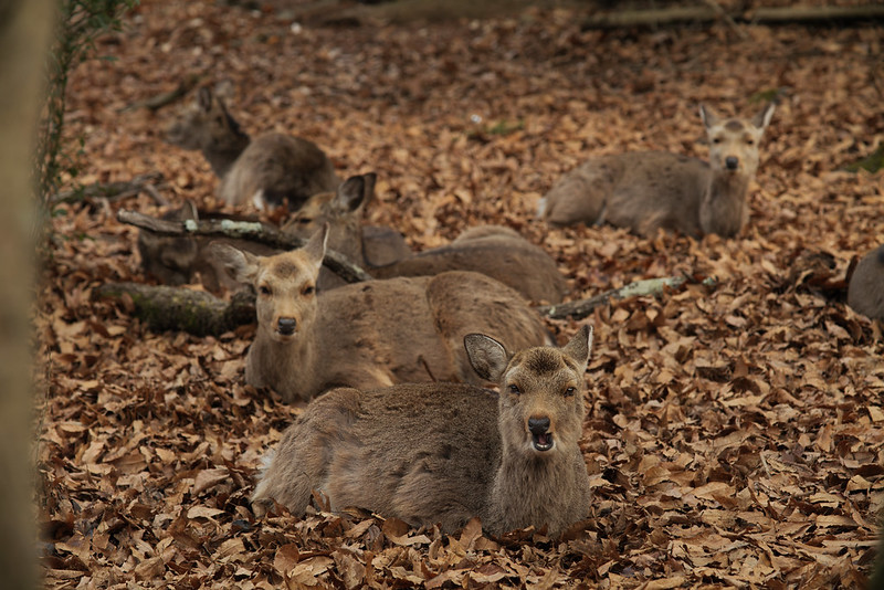 It was cold, so the deer were on the fallen leaves.