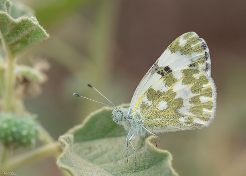 Bath White - Pontia daplidice (לבנין הרכפה) by Rafi Amar Wildlife Photography, For More Photos, please visit my site...

<a href="https://www.rafiamar.com/butterfly" rel="noreferr