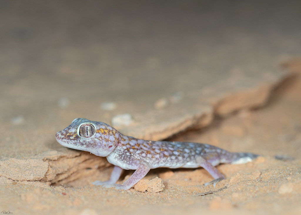 Middle Eastern Short-fingered Gecko - Stenodactylus doriae (ישימונית תמנע)