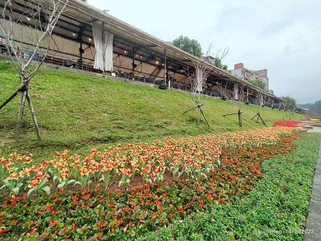 「新店碧潭風景區鬱金香花海」(Tulid blossoms at Pi lake), Hsinpei city, North Taiwan, SJKen, Feb 14, 2022.