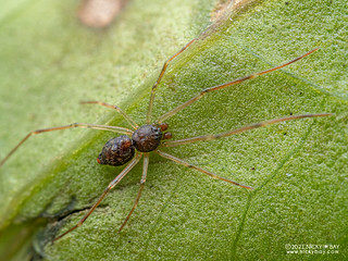 Comb-footed spider ("Episinus" gibbus) - PB136095