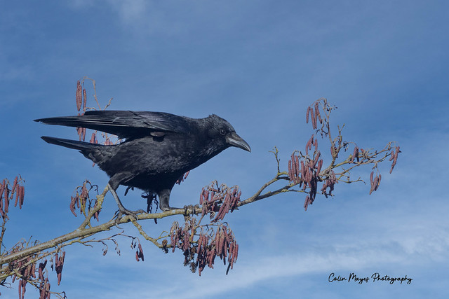 crow (3)