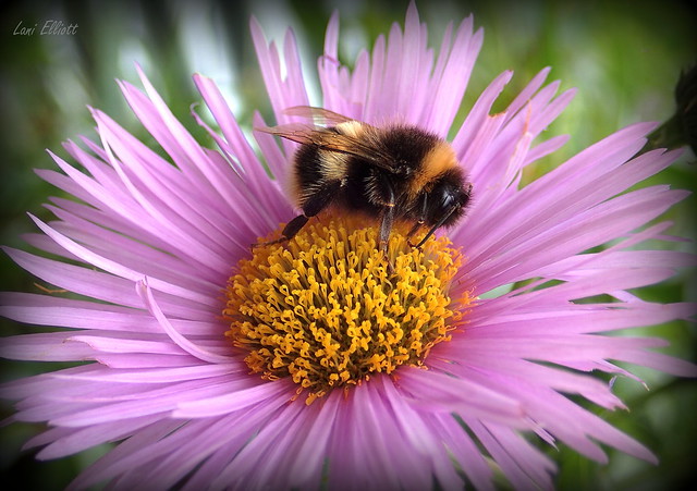 Bumblebee on a Fleebane