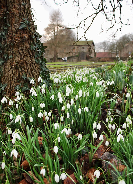 Snowdrops, Whalley Abbey