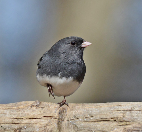 Balance | by flyfishermike