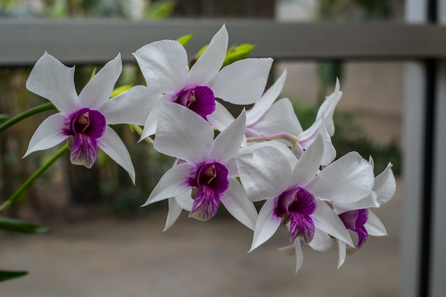 Purple and White Orchids
