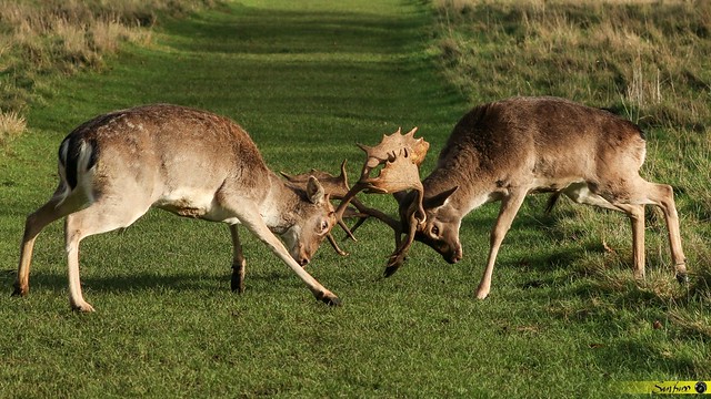 Clashing Antlers