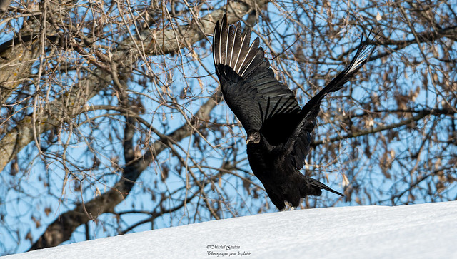 Urubu Noir - Black Vulture - Coragyps atratus