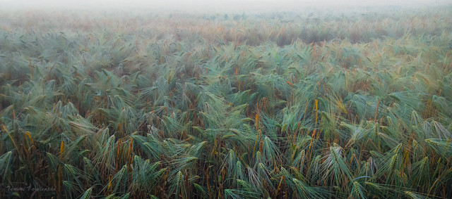 Misty Barley Field