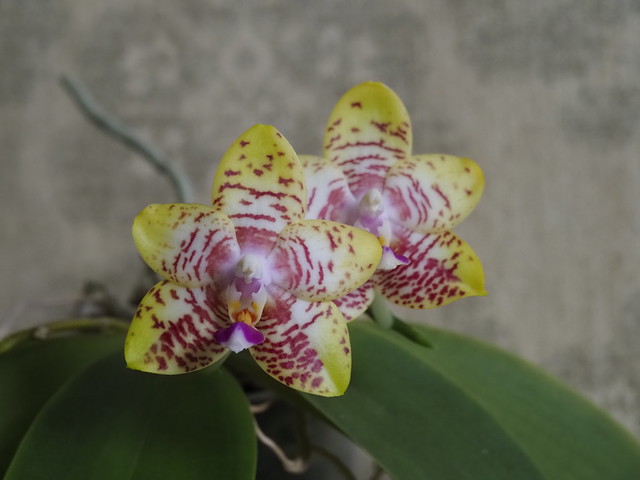Phalaenopsis 'Orchid World'