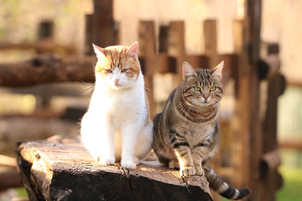 Two Friends Inseparable The two inseparable friends 🐈🐈 | Andrei Alexandru | Flickr