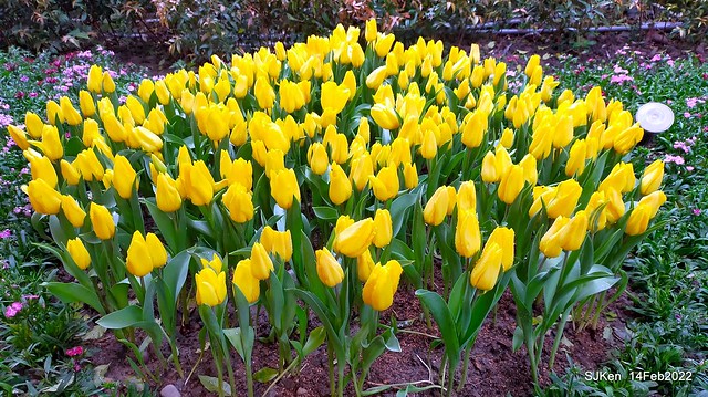 「新店碧潭風景區鬱金香花海」(Tulid blossoms at Pi lake), Hsinpei city, North Taiwan, SJKen, Feb 14, 2022.