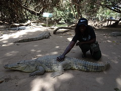 Aisha met krokodil