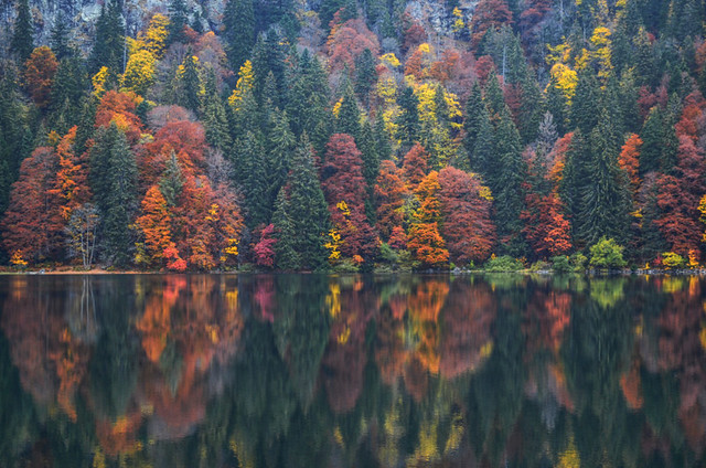 Black Forest in autumn