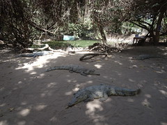 Kachikally Crocodile Pool