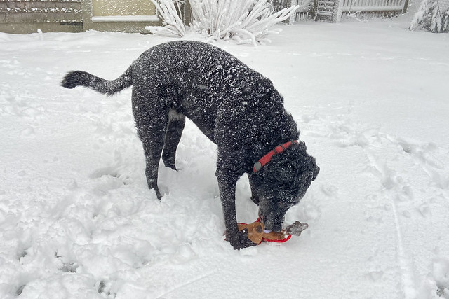Black Dog in the Snow