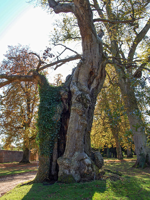 Ancient oak, Blenheim Palace gardens, Oxfordshire.