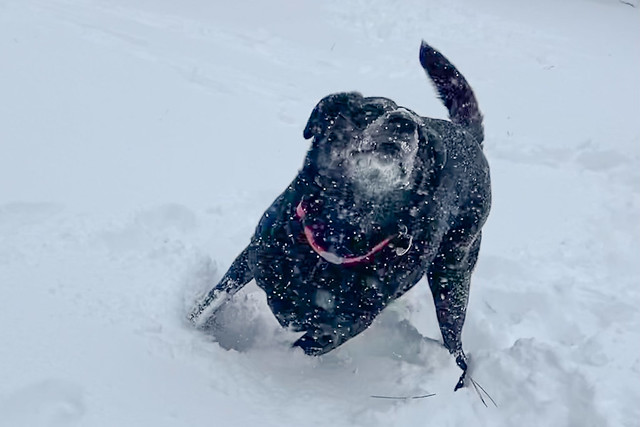 Black Dog in the Snow