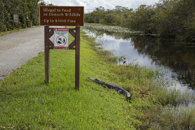 Do not feed wildlife sign and alligator