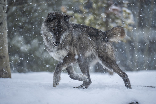 West Yellowstone Gray Wolves Montana Winter Wolfpack Sony … | Flickr