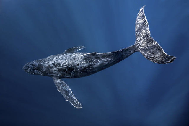Humpback whale-Baleine à  bosse (Megaptera novaeangliae)