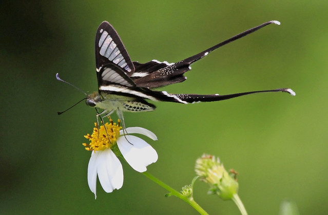 White Dragontail Butterfly 燕鳳蝶 : Feeding . . .