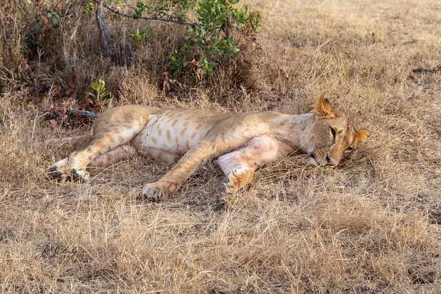 Armchair Traveling - Napping in the Savanna