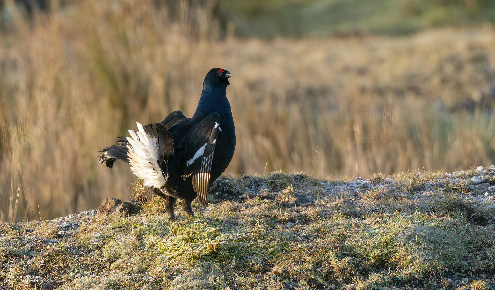 Black Grouse..... ordering a Dominos pizza.... :-(