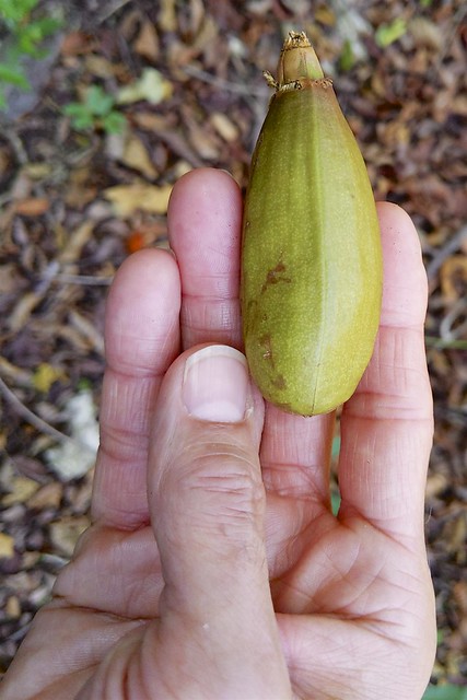 Possibly a seed pod from the Kapok Tree