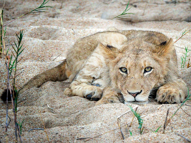 Lion in the Sand