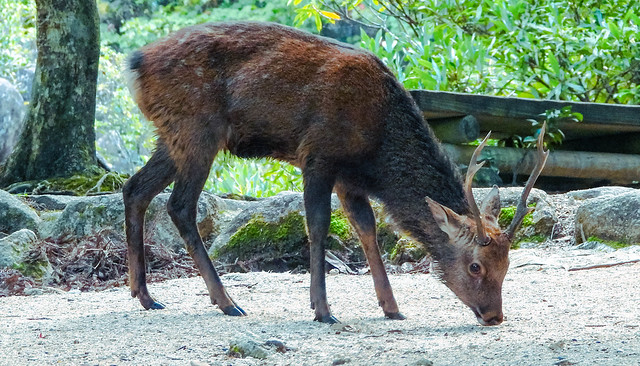Sika deer | Momijidani Park, Miyajima, Hatsukaichi, Hiroshima Prefecture, Japan (Itsukushima Island)