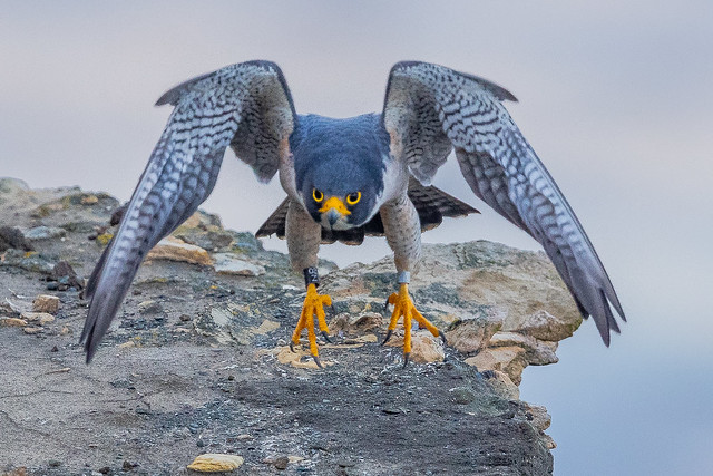 Peregrine Falcon (X02_7280)