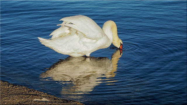A swan on the Baltic Sea