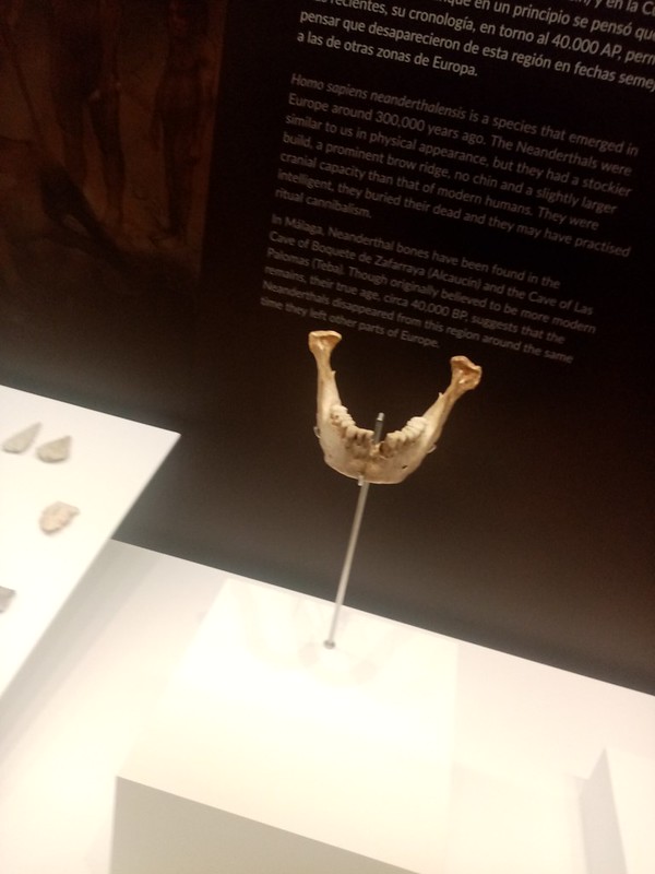 Neanderthal jaw (note no chin)