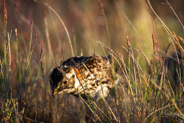 Lapland longspur looking for food in the arctic tundra